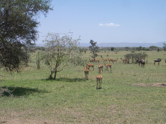 129_impala's en een paar wildebeesten